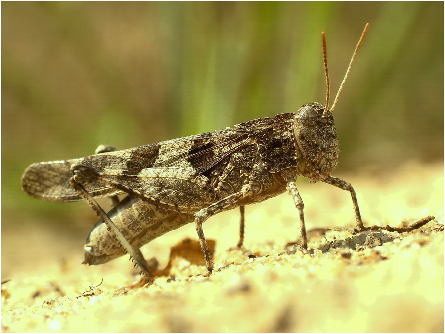 Siwoszek bkitny(Oedipoda coerulescens)