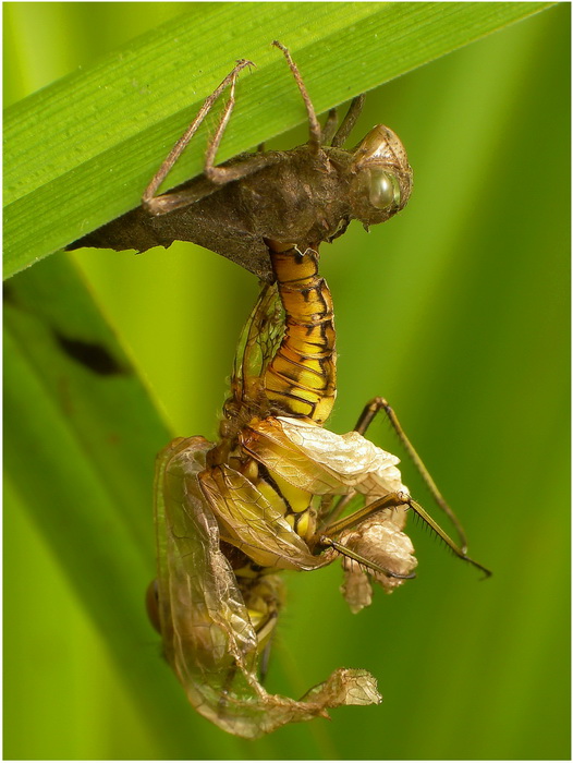 "Obcy" -Poraka ;P(Sympetrum  vulgatum)