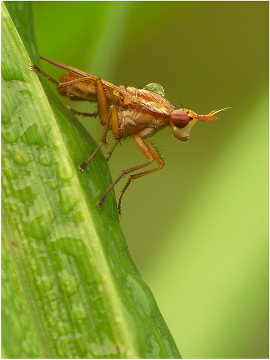 Muchwka(Ilione albiseta)