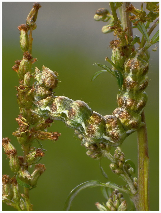 Larwa swki ( Cucullia absinthii)