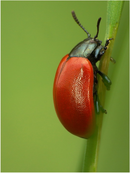 Stonka (Chrysomela populi)