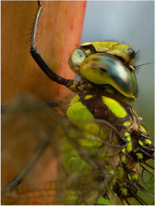 agnica(Aeshna cyanea)-portret