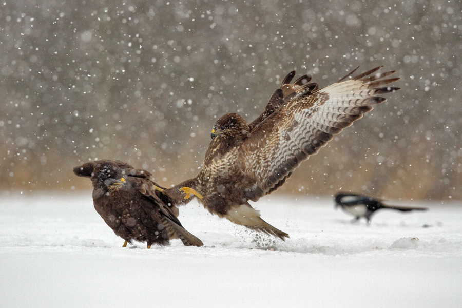 Fight