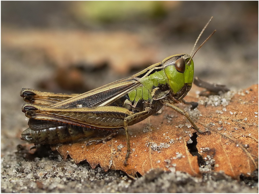doczan - Stenobothrus lineatus (samica)