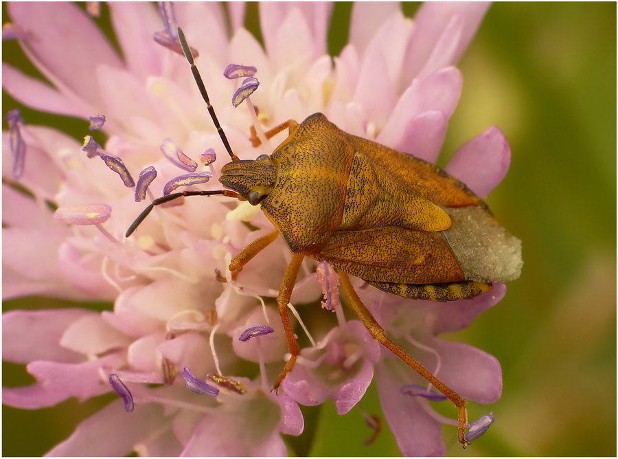 Pluskwiaczek(Carpocoris purpureipennis)