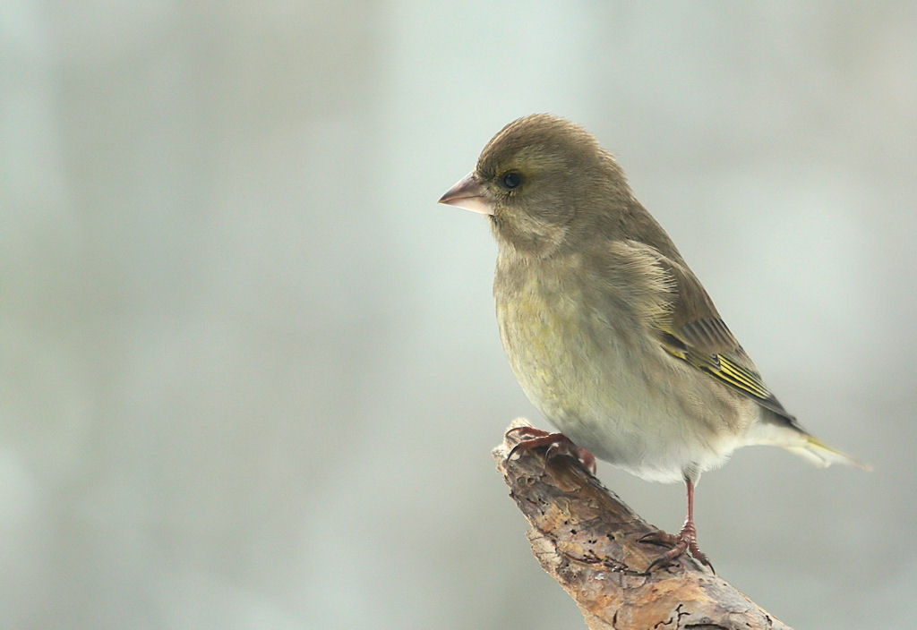 Carduelis chloris