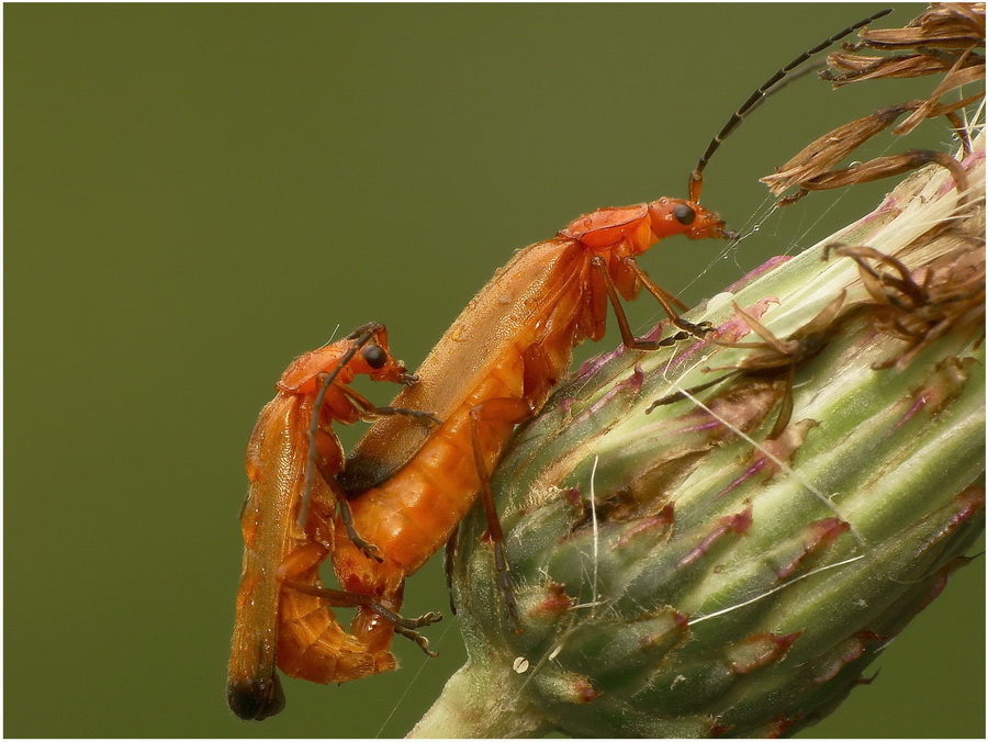 omomiki(Rhagonycha fulva)