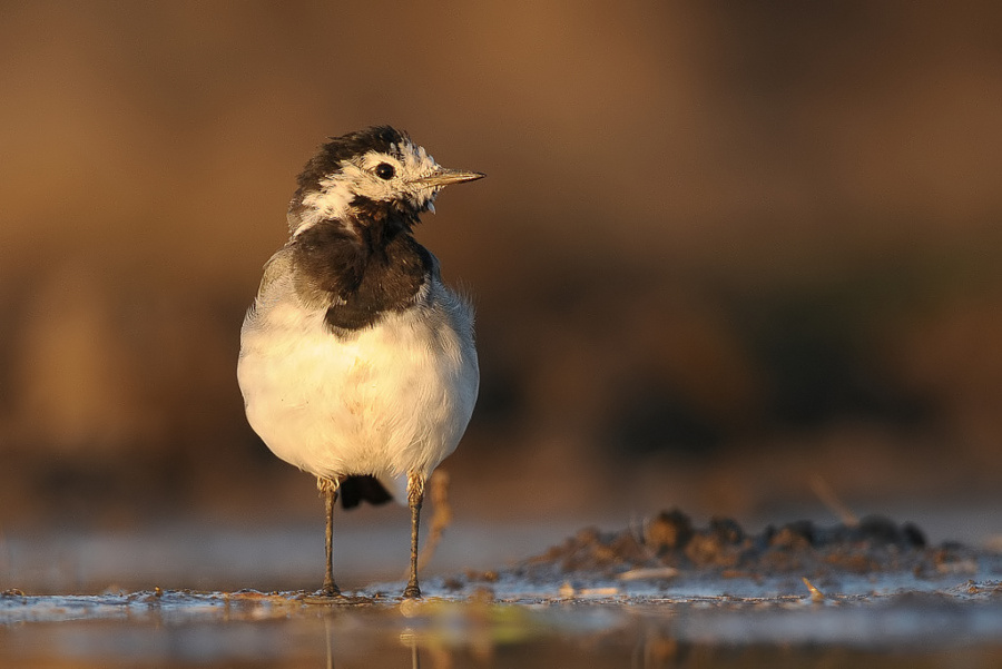 Motacilla alba