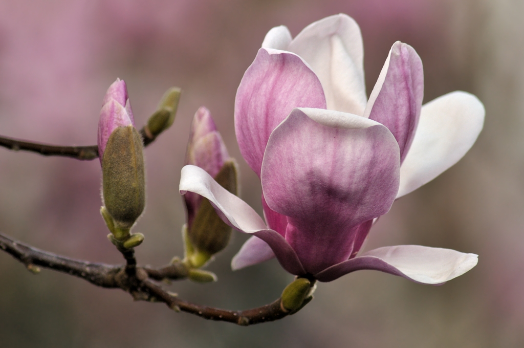 magnolia