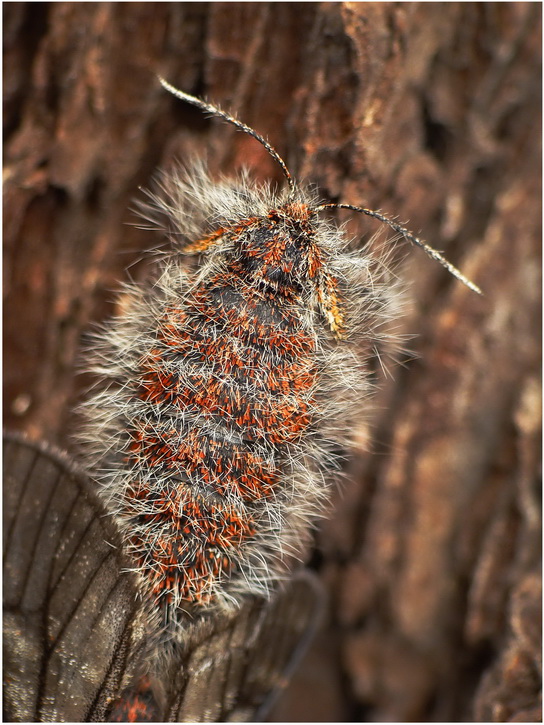 Wochacz modrzewiak(Lycia isabellae)-samiczka