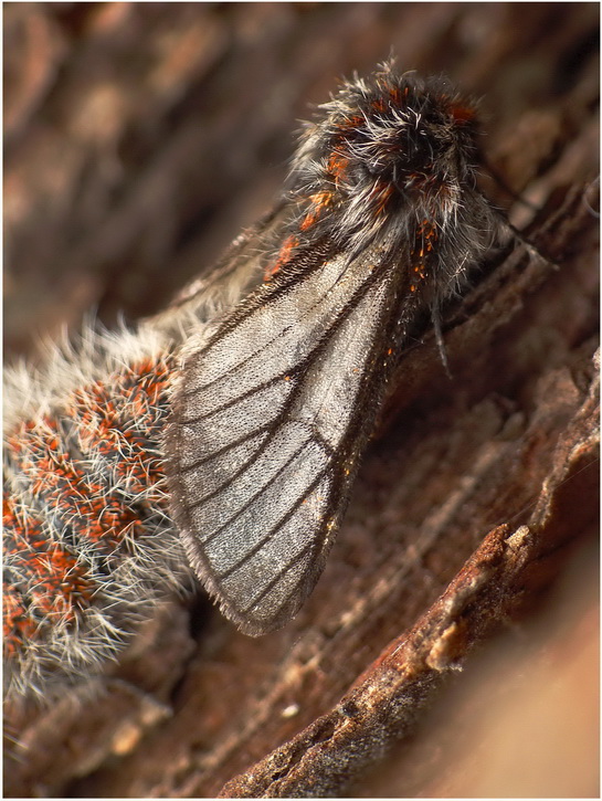 "Luciano":P-(Lycia isabellae) -samczyk.