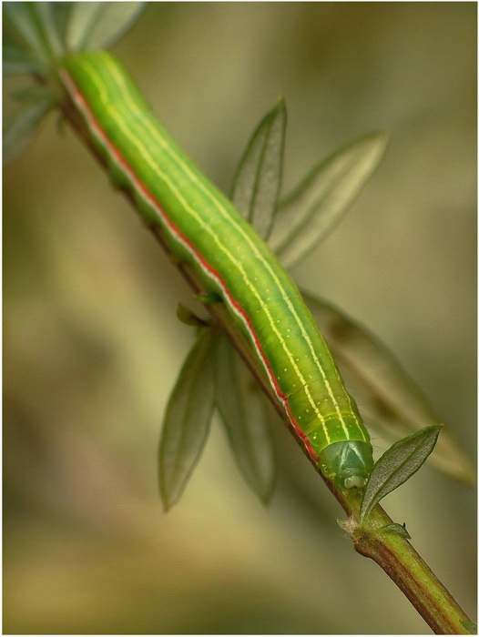 Swka( Eucarta virgo)-larwa