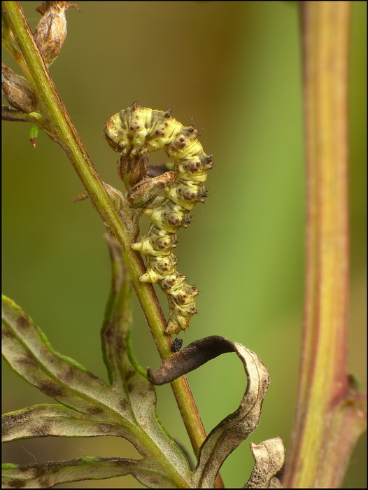 Kapturnica byliczanka(Cucullia artemisiae )-gsienica