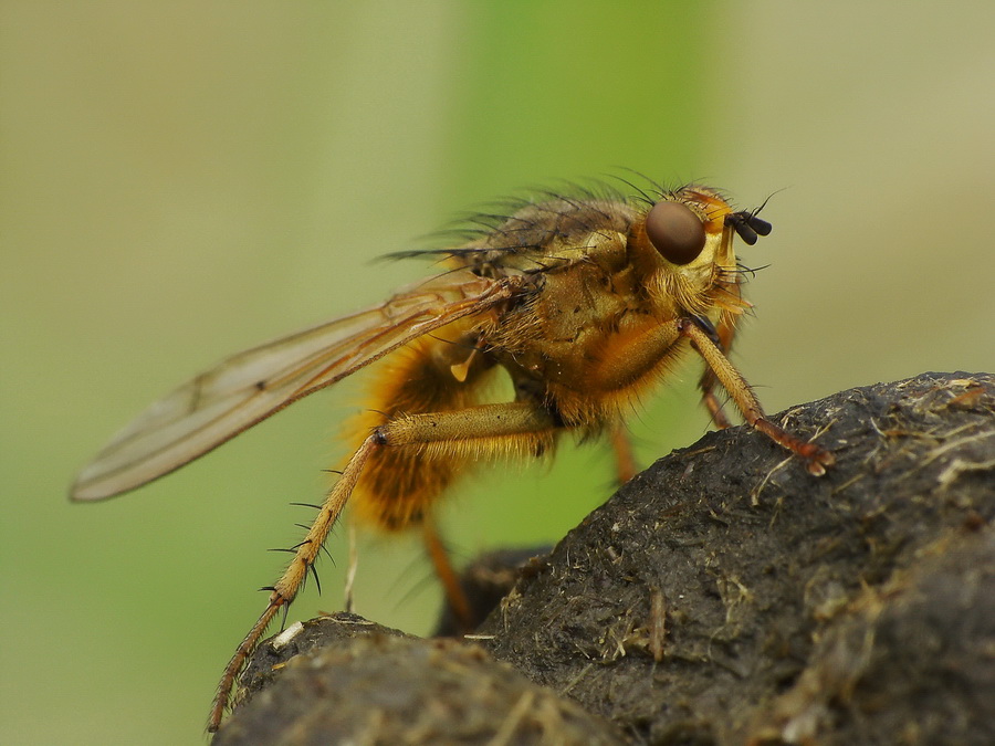 rudzica nawozowa(Scatophaga stercoraria L.)