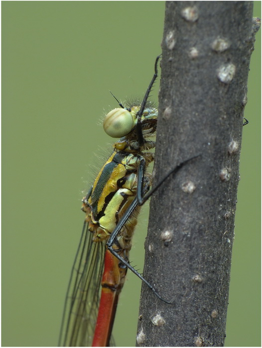 unica czerwona(Pyrrhosoma nymphula )-portret