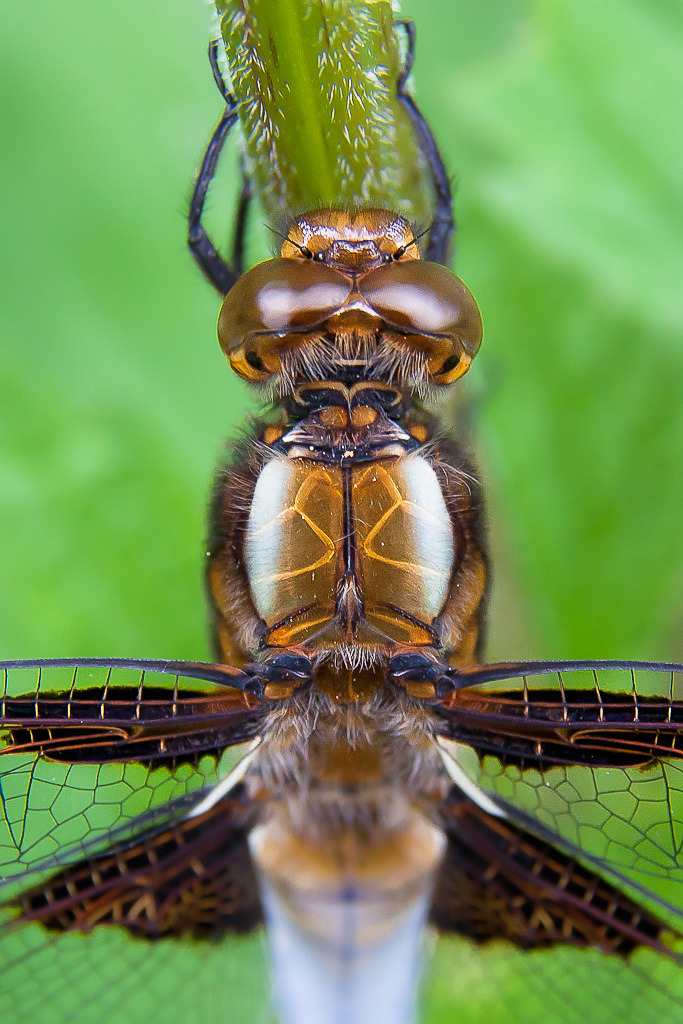 Siownia