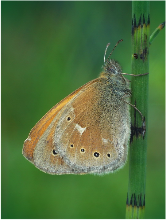 Strzpotek(Coenonympha tullia)