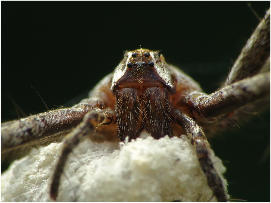 samiczka-darownik przedziwny(Pisaura mirabilis)