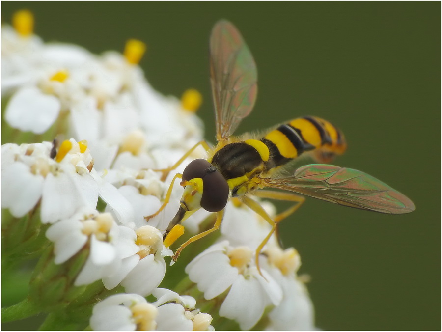 bzyg -Sphaerophoria scripta