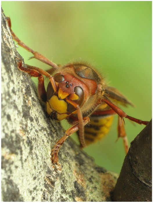 Szersze (Vespa crabro)