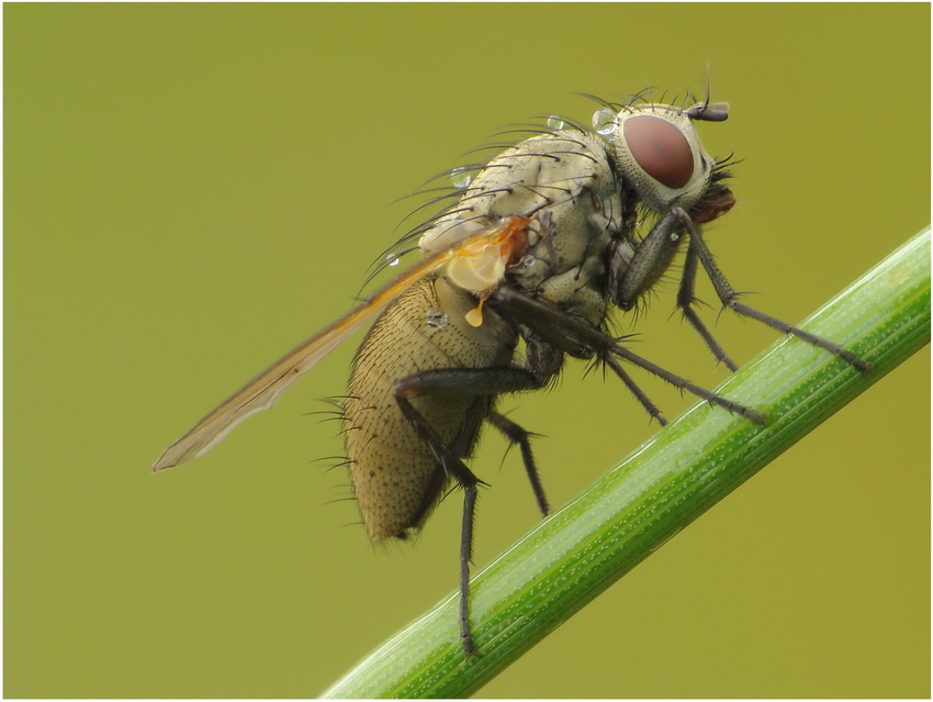 ...muszka (Calyptrata spp.)