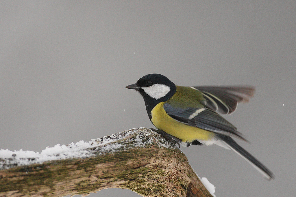Great Tit