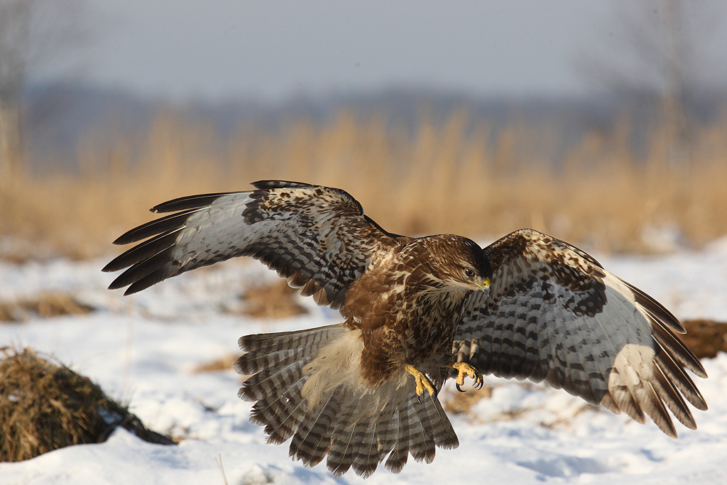 Common buzzard