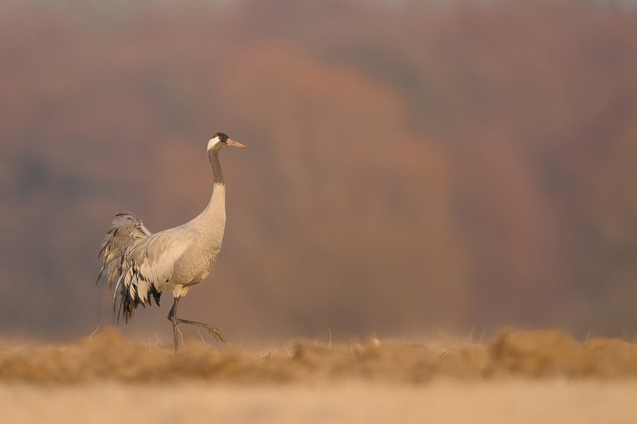 Grus grus