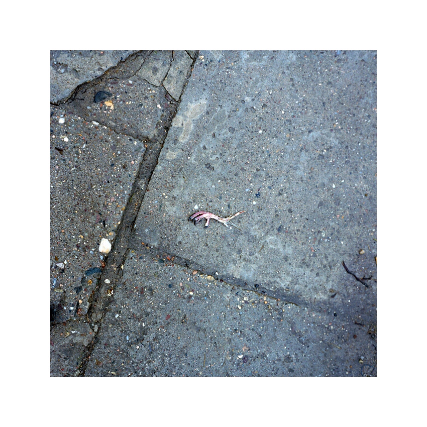 drapaczka ekologiczna