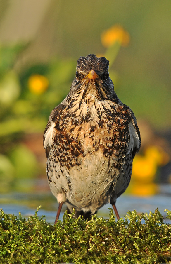 Angry Birds