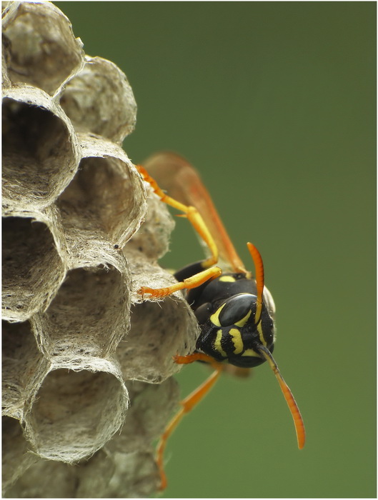 klecanka (Polistes nimpha)-krlowa na gniedzie ;)