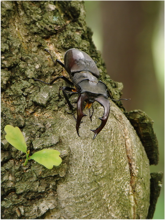 Jelonek(Lucanus cervus)