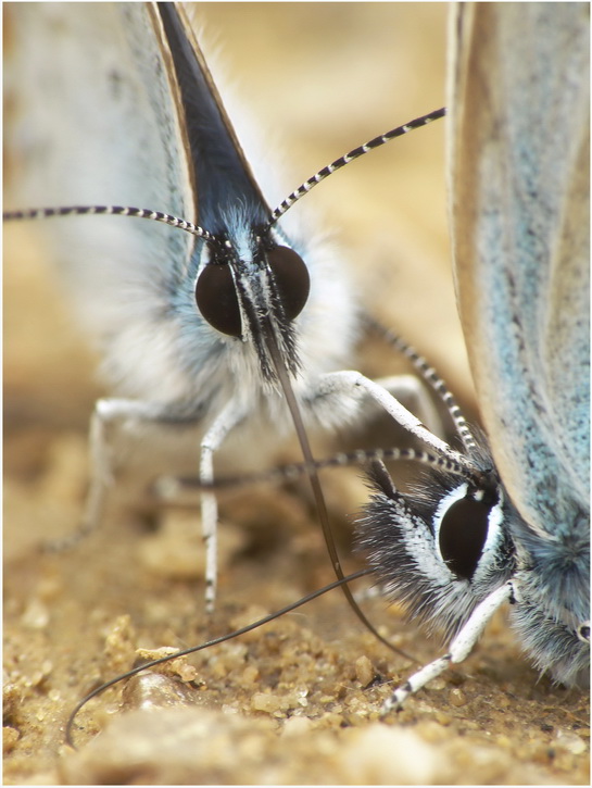 modraszek -Plebejus argus (L.)