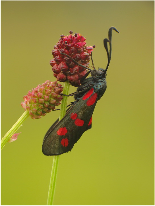 kranik (Zygaena filipendulae)-samiczka