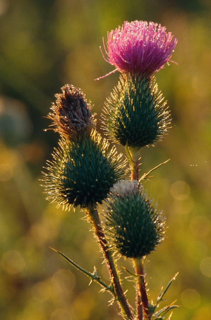 Ostroe lancetowaty