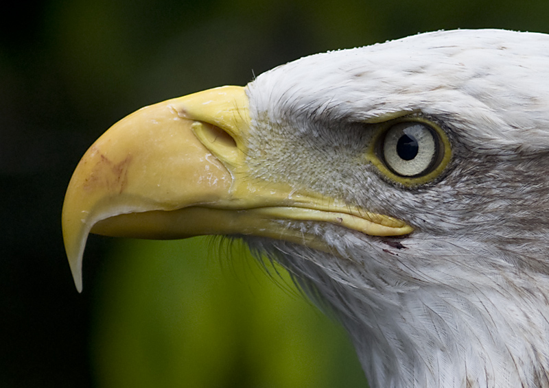 Bielik ameryka�ski