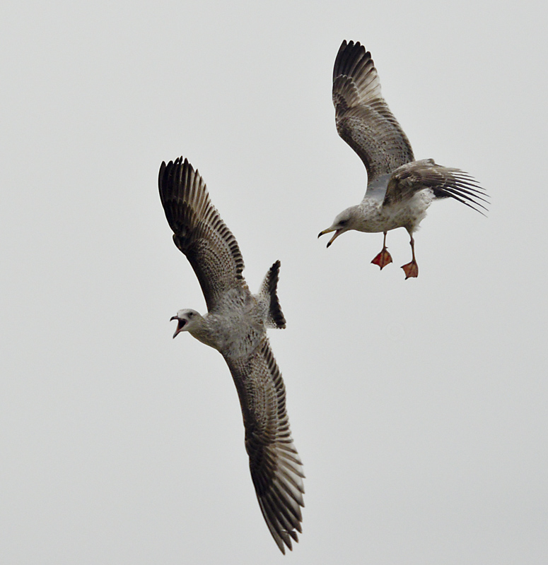 To nie pterodaktyl!  To mewy srebrzyste.