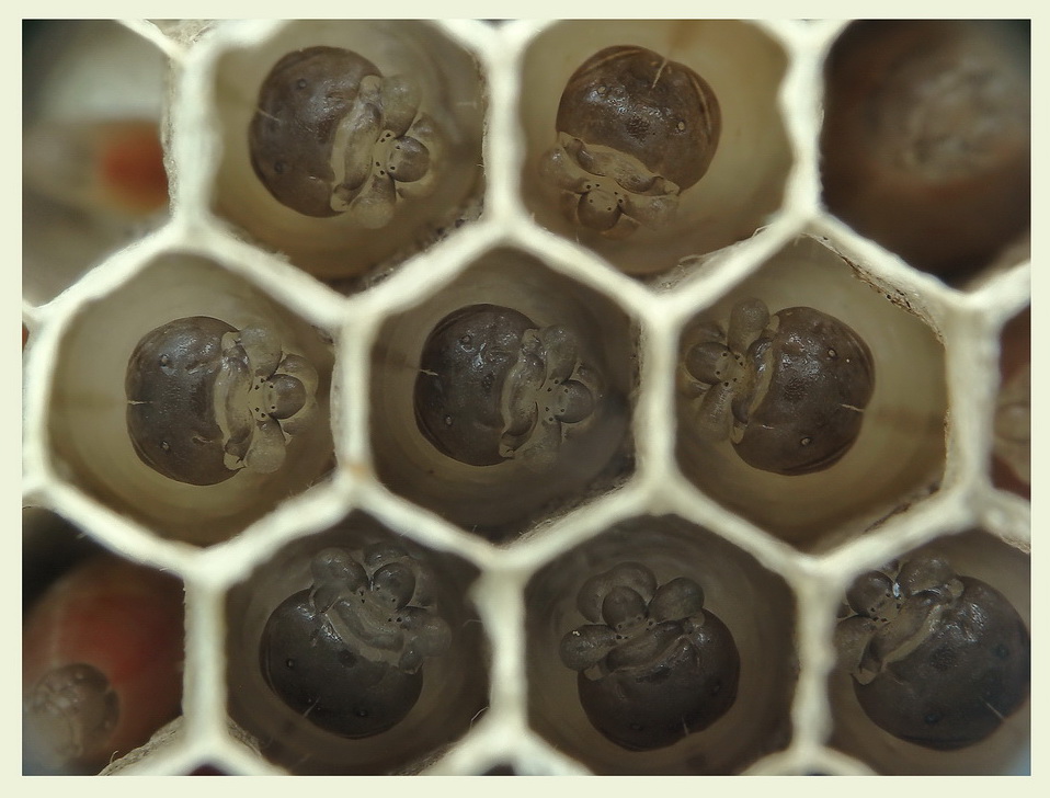 "matrioszki";)-larwy klecanki Polistes nimpha