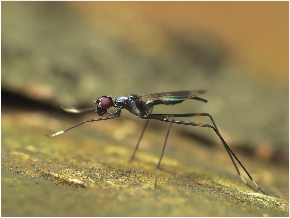 "szamanka";)-Rainieria calceata
