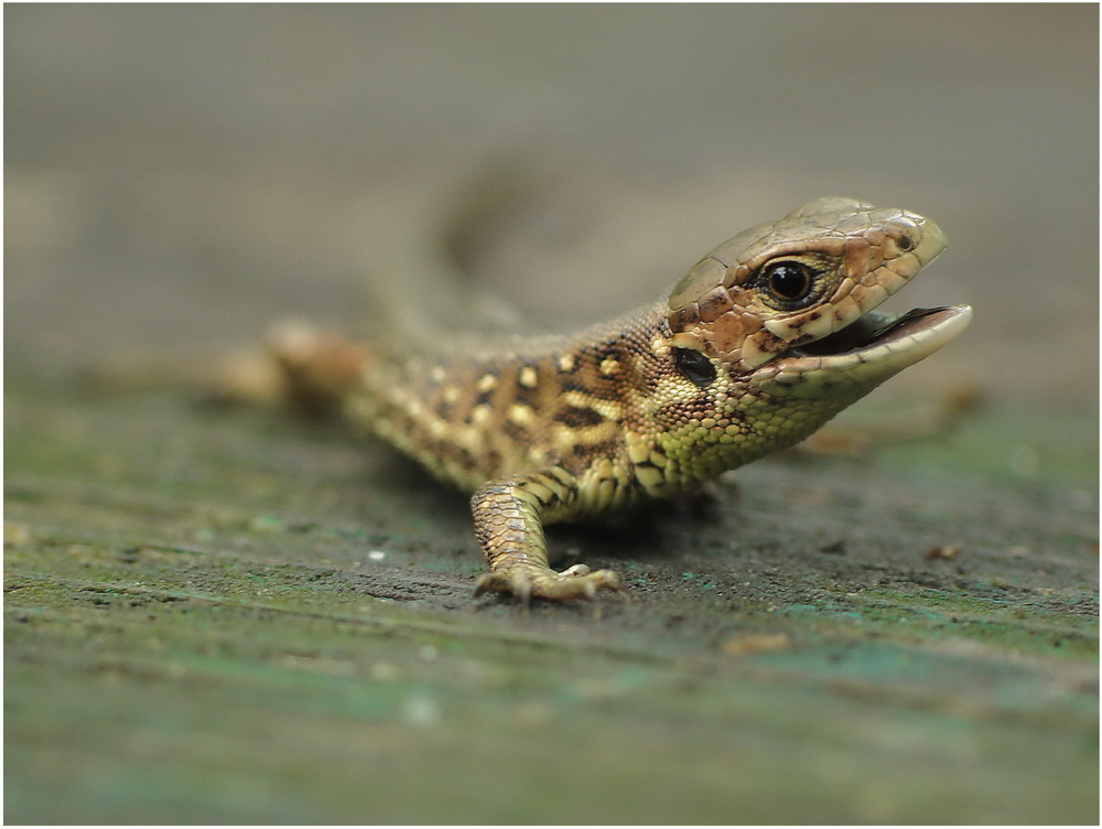 zwinka-Lacerta agilis