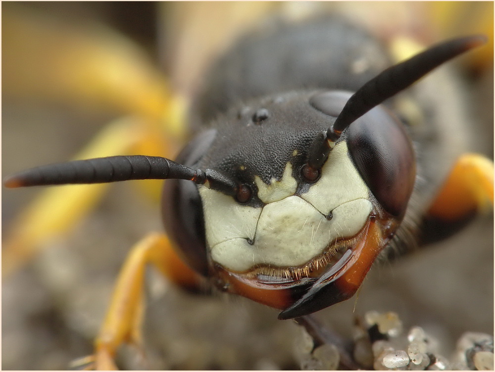 taszczyn pszczeli-Philanthus triangulifer-portrecik