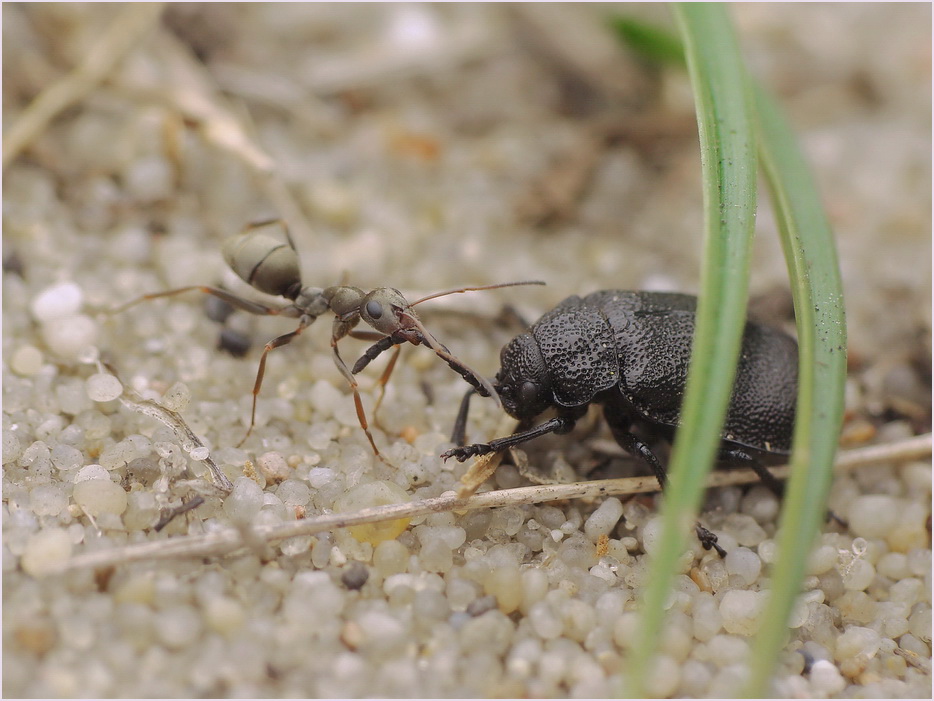 mrwka i stonka-Formica cinarea & Galeruca tanceti