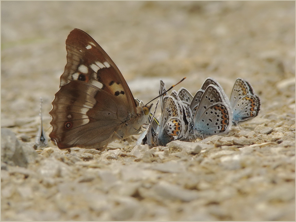 mieniak i modraszki przy wodopoju-Apatura ilia&Plebejus argus