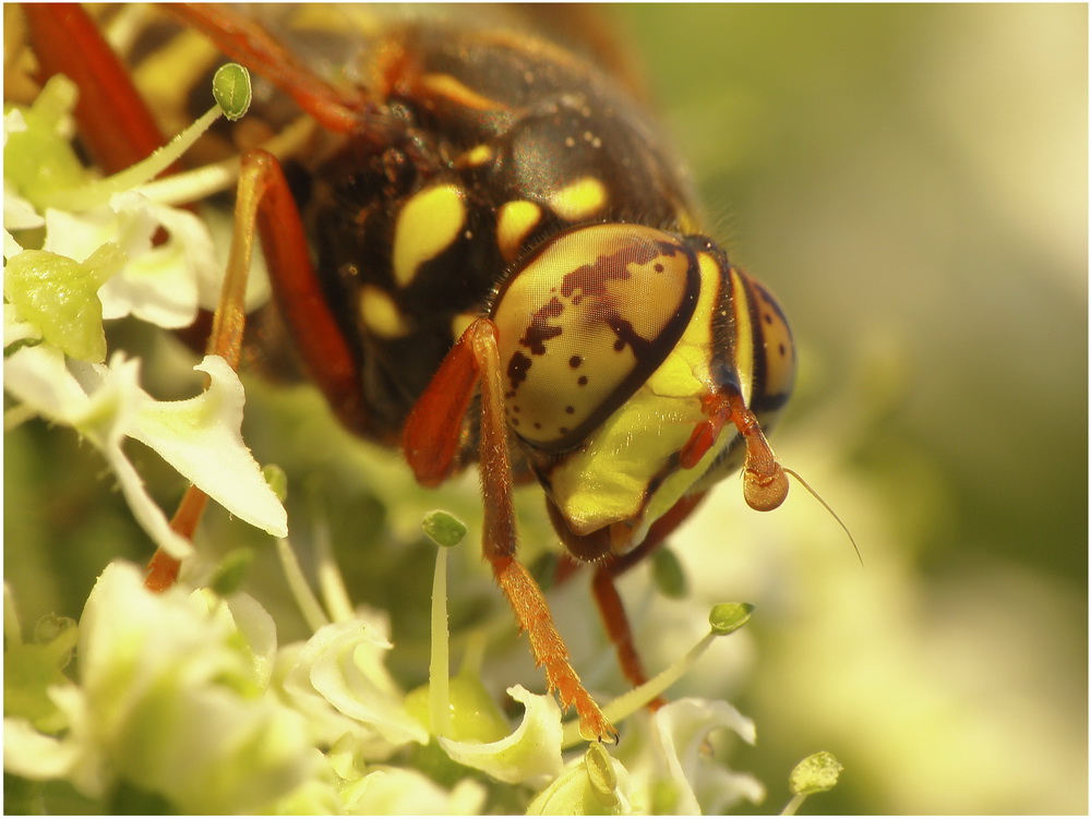 Spilomyia diopthalma -portret ;P