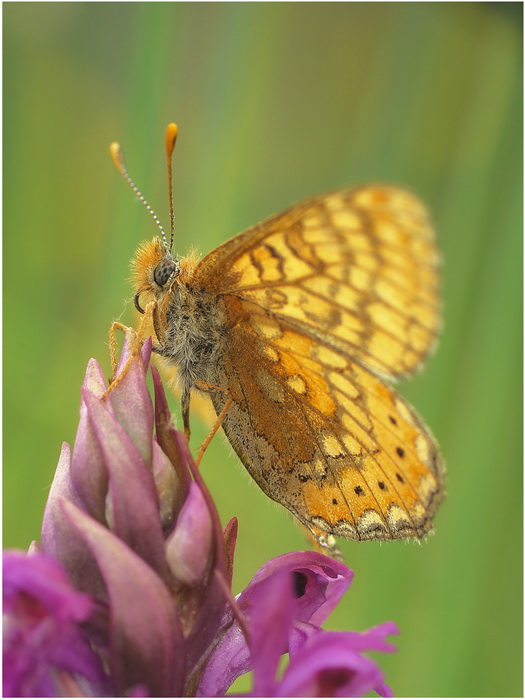 Przeplatka aurinia-Melitaea aurinia