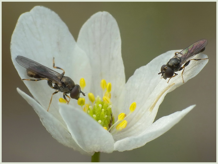 ...parka Neosacia meticulosa(Syrphidae)