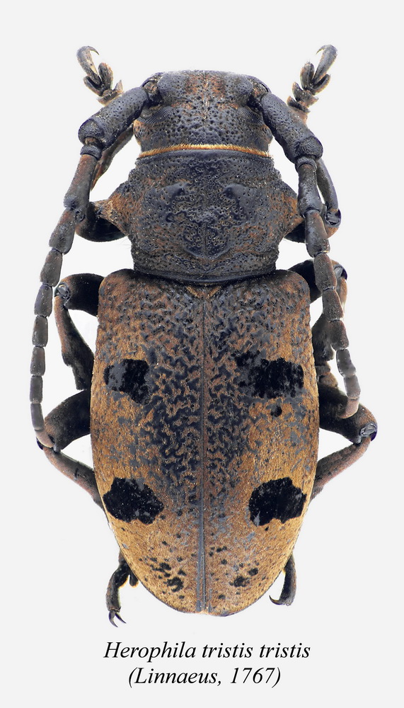 Herophila...