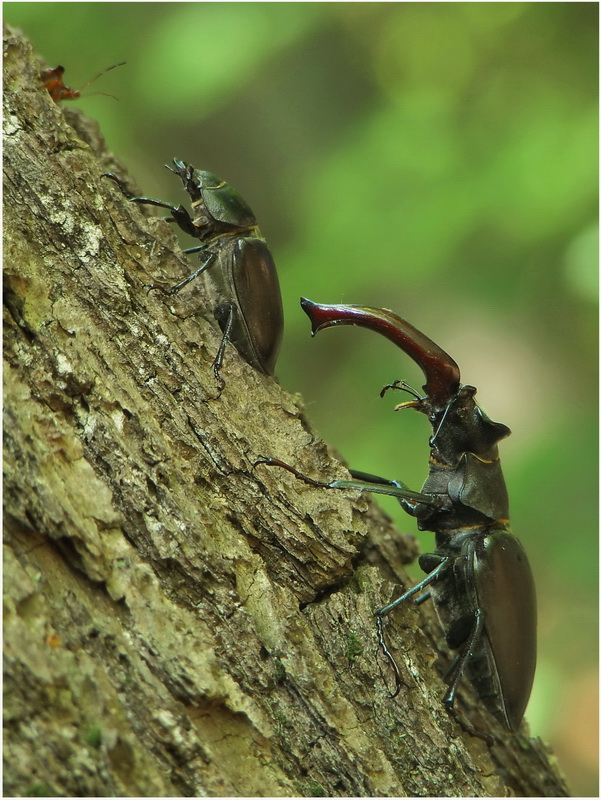 jelenie ;)(para Lucanus cervus)