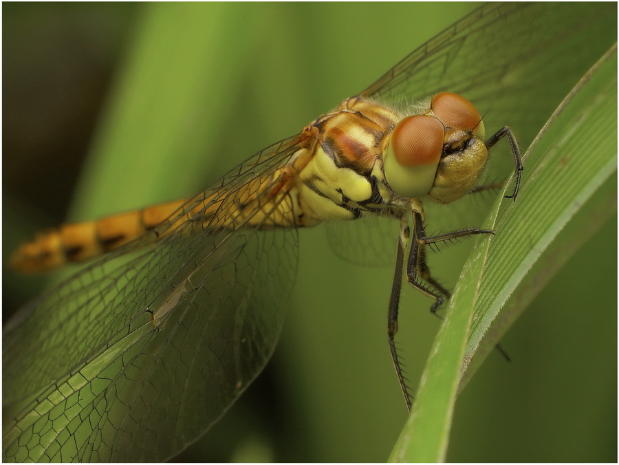szablak(Sympetrum vulgatum)