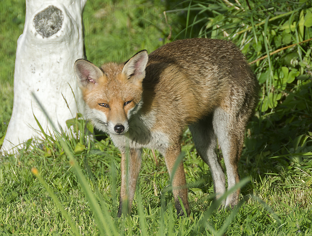 A ja jestem rudy lis...